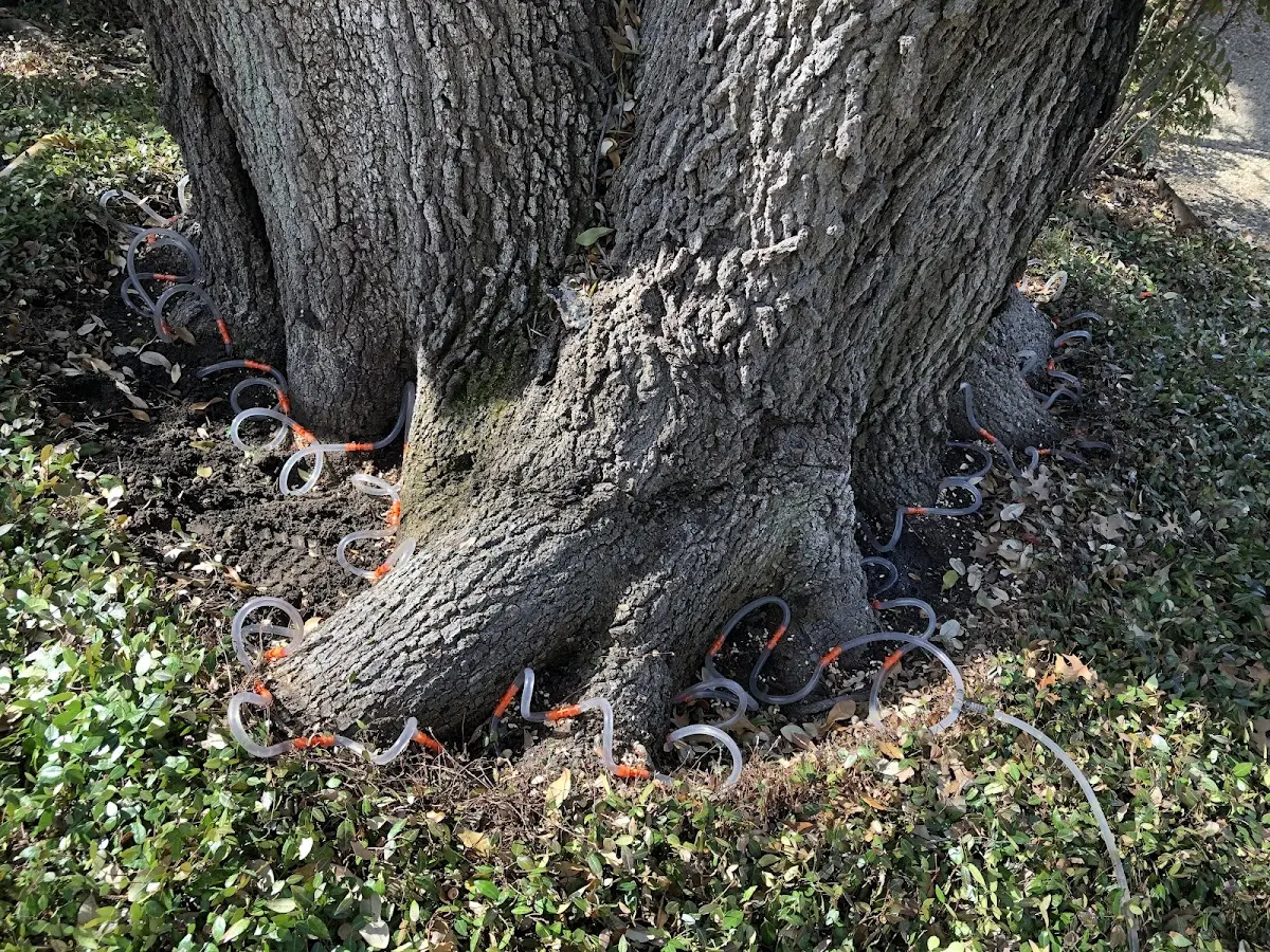 Detailed Tree Cabling and Bracing job site in Berclair