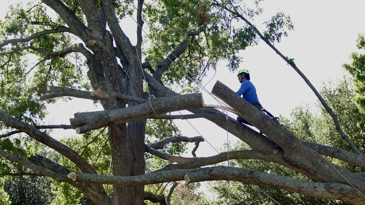 Professional Crown Thinning performed by certified arborists in Berclair
