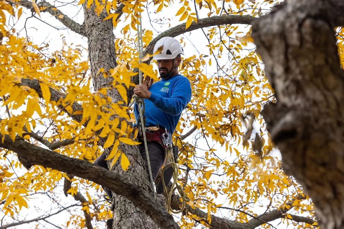 Skilled Tree Pruning crew working in Berclair